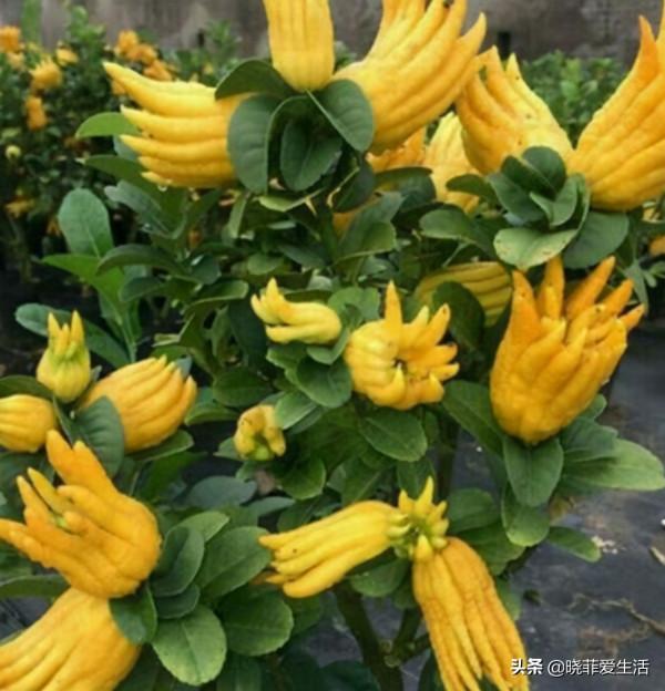 “人養花，花也養人”，6種吉祥花，開花美麗，“養人”又旺家