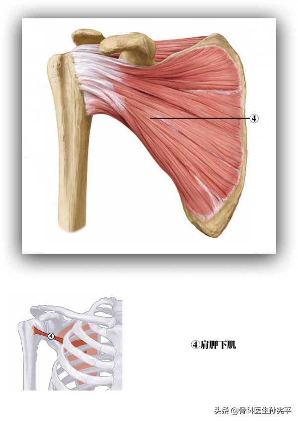 解剖圖譜|全面講解“肩關節疼痛”的重要結構——肩袖的解剖 解剖圖譜|全面講解“肩關節疼痛”的重要結構——肩袖的解剖