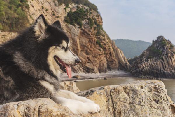 這5種中大型犬,看了就想抱回家 這5種中大型犬,看了就想抱回家