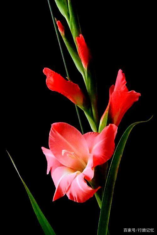 寓意“節節高升”的這個花，還清雅秀美呢