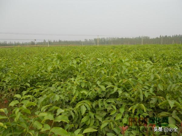 計劃到2025年，經濟林種植面積達6&period;5億畝