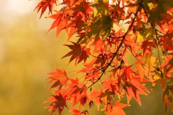 翔海集團:四季美景醉人心!龍口這個地方,一年四季都這麼美 翔海集團:四季美景醉人心!龍口這個地方,一年四季都這麼美