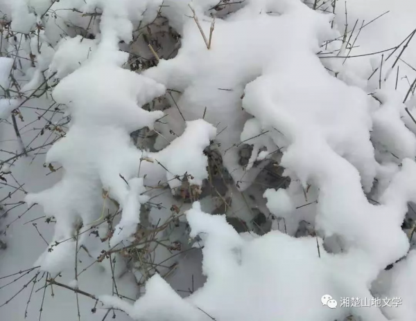 戈壁灘裡,我們遭遇狼群 戈壁灘裡,我們遭遇狼群