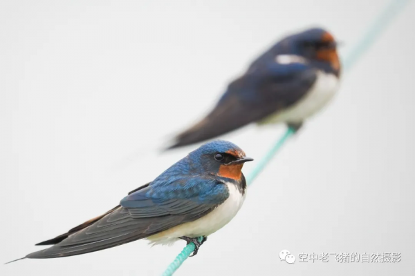 一劍封喉——新機OM-1拍鳥深度測評