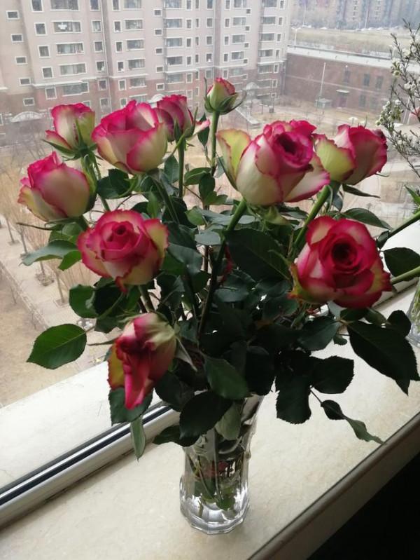 花卉市場中的“常青樹”——切花玫瑰