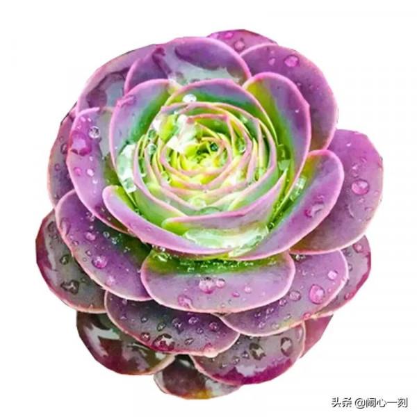 分享&mdash;&mdash;玫瑰多肉