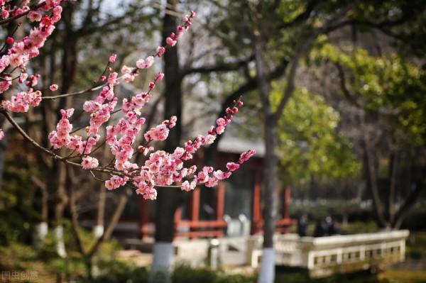 立春有約，想念，想見，但願這個春天，不負自己的深情