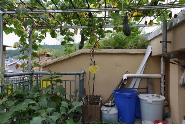 澆花用雨水、池塘水,還是自來水?內行人說完,才發現都叫錯了 澆花用雨水、池塘水,還是自來水?內行人說完,才發現都叫錯了