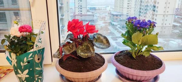 在花卉市場買回來的花，養幾天之後總是莫名枯萎了