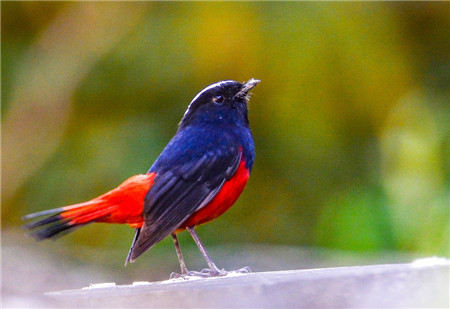 引領潮流 來看鳥兒的“時尚穿搭”