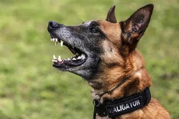 惡狗傷人事件屢次出現，普通人該如何應對惡狗襲擊？