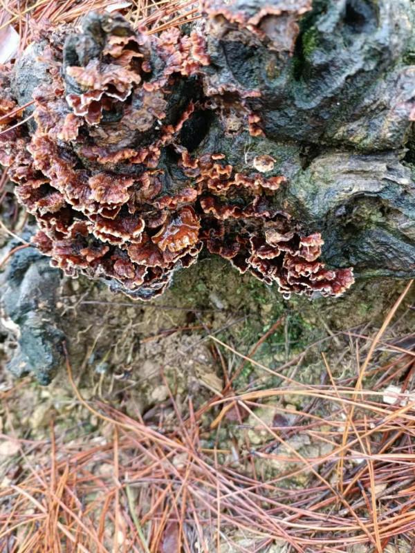 深山的美麗風景