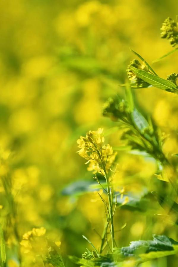 陌上油菜花開，約會西翥一段春