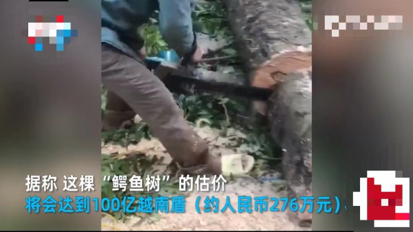 100億?越南木匠鋸“鱷魚樹”驚現蘭花印!如何形成?為何這麼貴 100億?越南木匠鋸“鱷魚樹”驚現蘭花印!如何形成?為何這麼貴