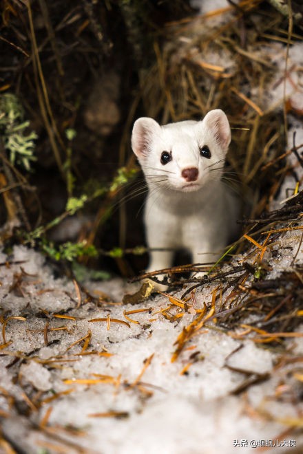 27種動物照片大集合,出生不久的小刺蝟長成這樣,大自然真神奇 27種動物照片大集合,出生不久的小刺蝟長成這樣,大自然真神奇