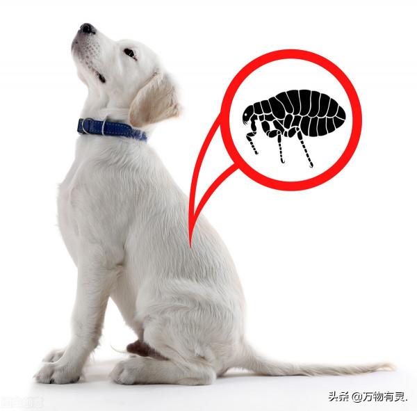9個方法除掉狗狗身上的跳蚤 9個方法除掉狗狗身上的跳蚤