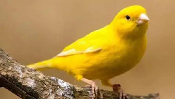 分享圖片&mdash;&mdash;美麗的金絲雀集錦