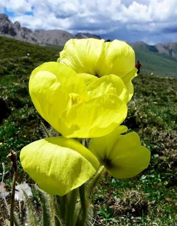 黃花綠絨篙,耐寒耐乾旱的高山植物,很有風骨 黃花綠絨篙,耐寒耐乾旱的高山植物,很有風骨
