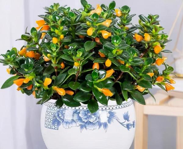 金魚吊蘭萬能扦插法，學會再也不用買花了