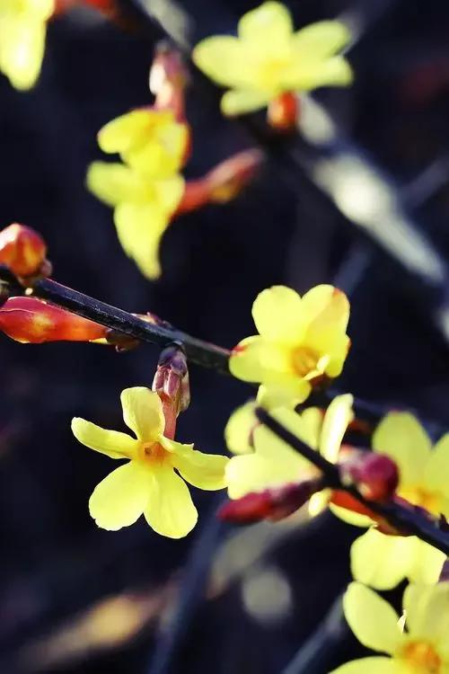 爛然黃燦的——迎春花