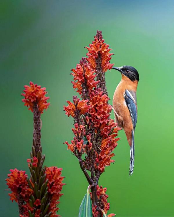 美麗動人的花鳥圖