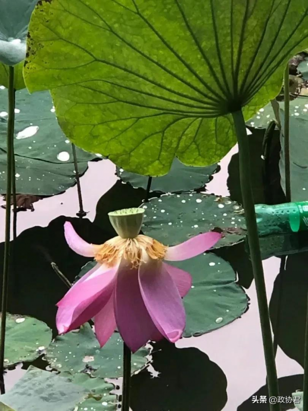 竹對芙蕖兩相幽——唐建荷花寫生 竹對芙蕖兩相幽——唐建荷花寫生