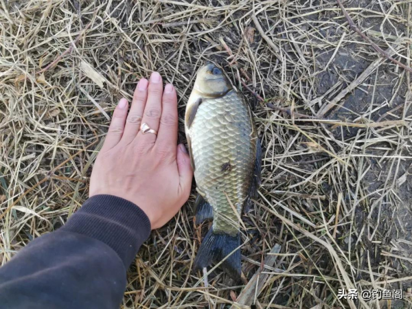 上幾條魚就停口？冬季野釣最大的難題，唯有這樣解決才對路