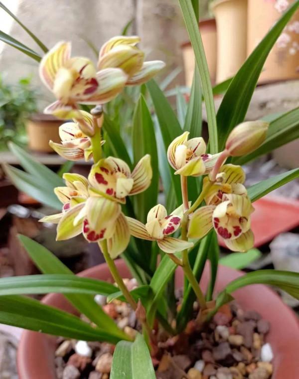 掌握秋季蘭花5步上盆法,半個月就能服盆,省錢省力還省心 掌握秋季蘭花5步上盆法,半個月就能服盆,省錢省力還省心