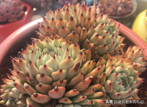 給多肉噴藥？請注意7點，要不你可能把多肉噴掛了，自己還出問題