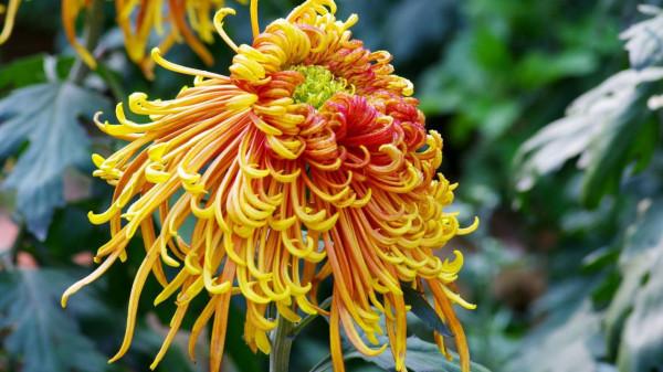 趙師秀作於病中的一首七言絕句,清麗明淨,積極樂觀,值得欣賞 趙師秀作於病中的一首七言絕句,清麗明淨,積極樂觀,值得欣賞