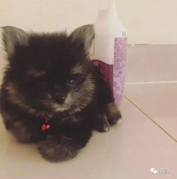 狗狗從小被嘲笑長得醜……但長大後卻讓人驚呼:也太可愛啦 狗狗從小被嘲笑長得醜……但長大後卻讓人驚呼:也太可愛啦