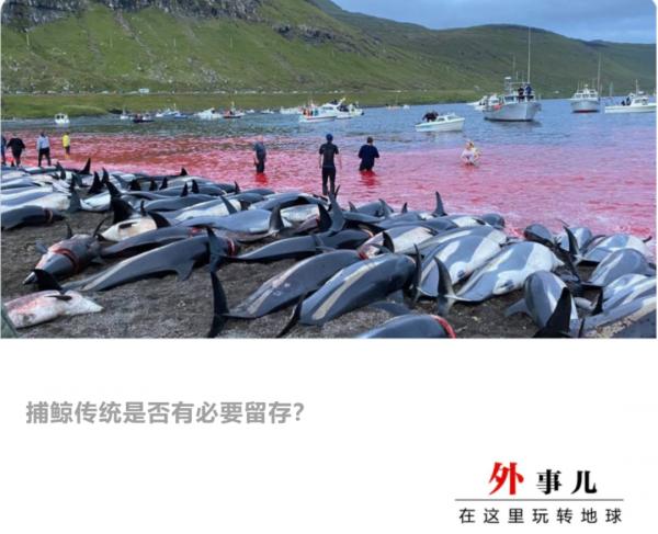 千餘海豚被殺染紅海岸，我們問了當地政府