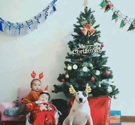 打雷轟隆隆!牛頭㹴害怕躲箱子,暖弟溫馨緊抱:我保護你 打雷轟隆隆!牛頭㹴害怕躲箱子,暖弟溫馨緊抱:我保護你