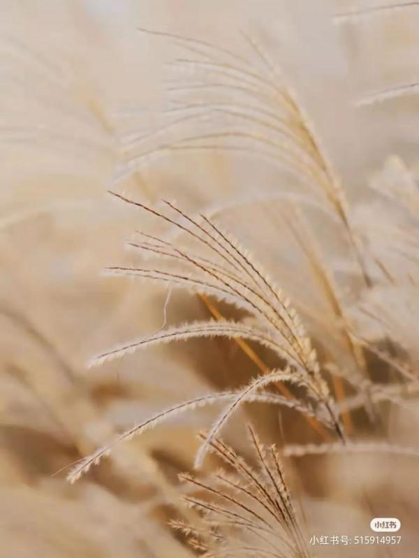 蘆葦搖，花絮飄！快來拍美美的冬季浪漫大片吧！