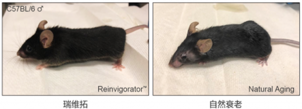 矽谷科技巨頭內卷加劇，逆轉衰老技術成為大齡從業者逆襲砝碼