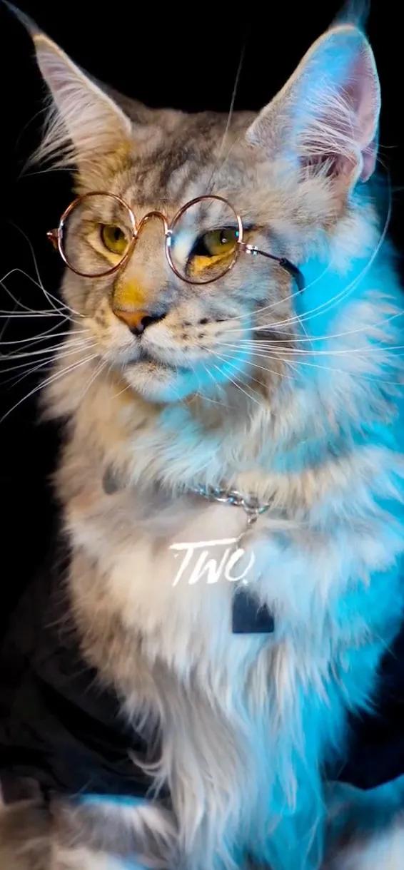 萌化了的喵星人~可愛貓咪愛不如寵，寵不如懂