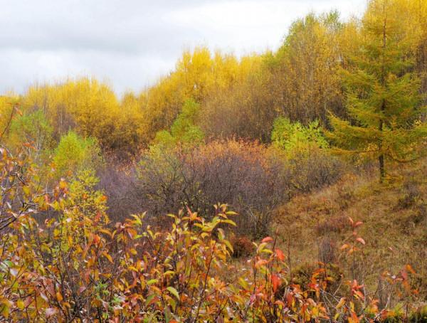 北京自駕4個小時，去承德壩上七彩森林，這裡的秋天太美了