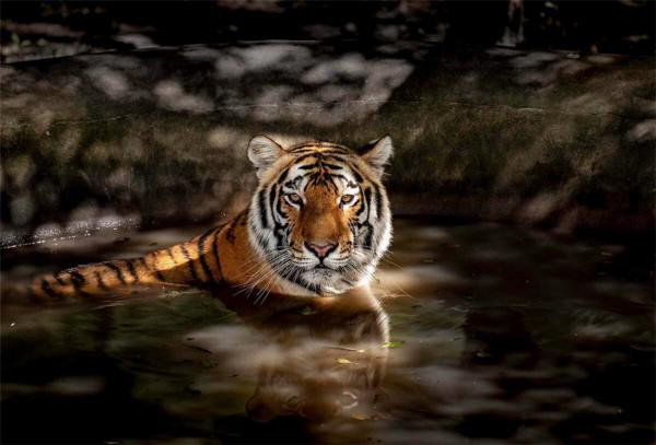 咬死15只羊，擄走7頭看門狗，四處闖禍的&OpenCurlyDoubleQuote;烏斯京&rdquo;被關進動物園