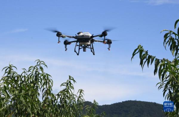 “駐村大學生”忙碌在“未來果園”