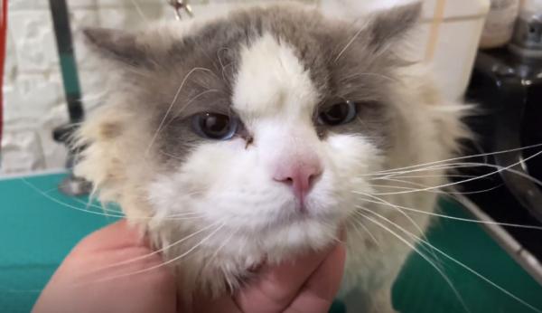 朋友的媳婦不喜歡貓咪,用鐵鏈將布偶貓鎖住:不愛也請別傷害 朋友的媳婦不喜歡貓咪,用鐵鏈將布偶貓鎖住:不愛也請別傷害