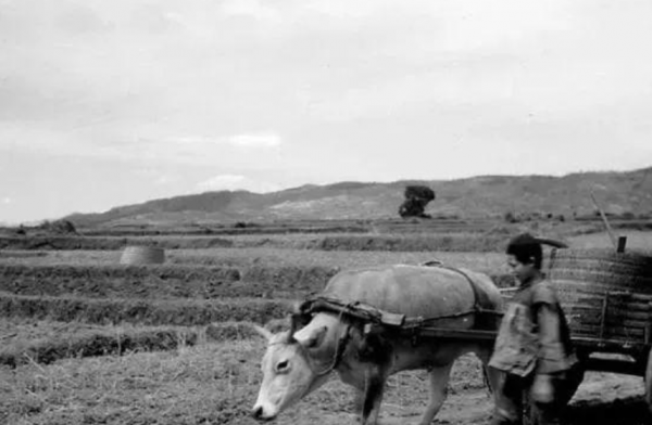 1949年，一架運鈔機墜毀湘西，村民以為天降橫財，結果是飛來橫禍