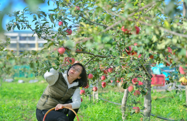皮薄果甜！北京延慶裡炮村1200畝紅富士迎來成熟季