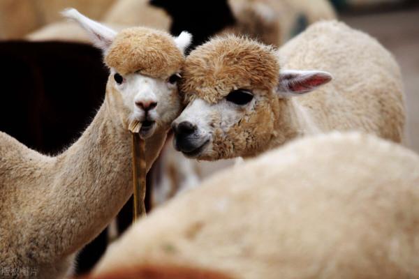 羊駝～一種因網路名稱“草泥馬”而聞名於世的動物