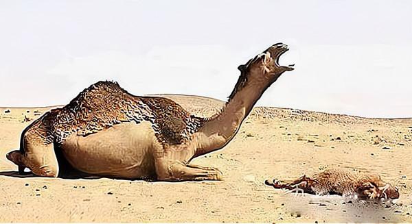 動物除了會越獄，還會抑鬱、還會自殺