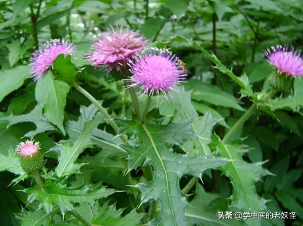 每天學習一味中藥——小薊 每天學習一味中藥——小薊