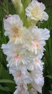 搖曳多姿的劍蘭 搖曳多姿的劍蘭