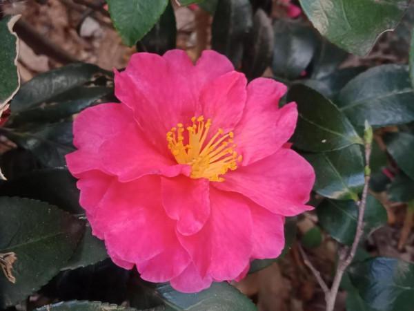 這可以說是真正的輕而易舉了 這可以說是真正的輕而易舉了