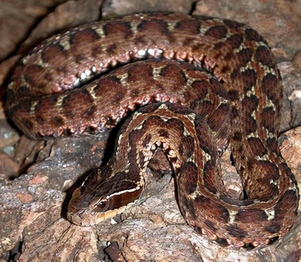 短尾蝮：中國十大毒蛇之一，平平無奇的“土蛇”，咬傷率卻是最高