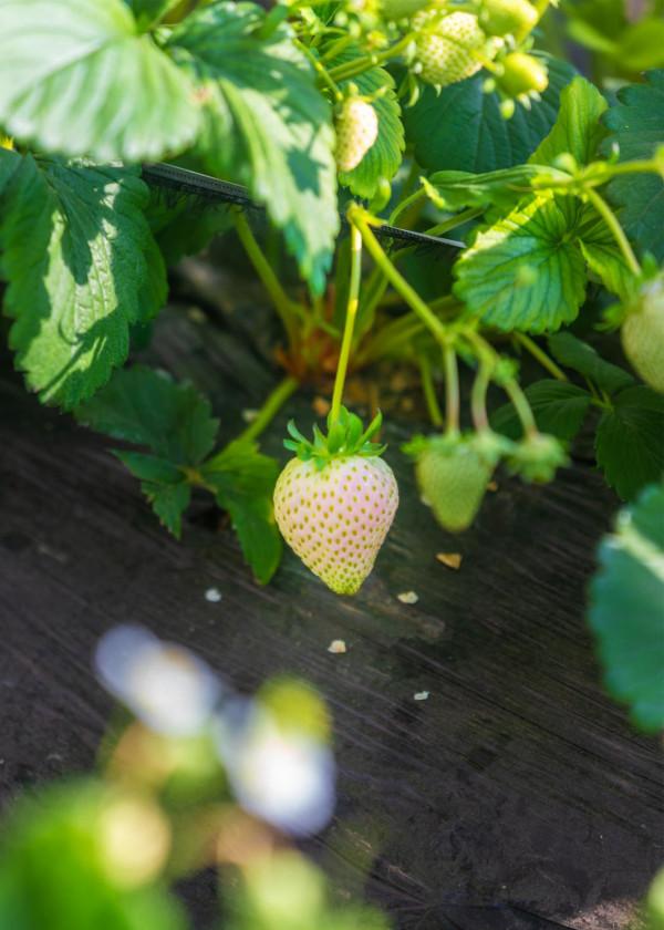 山東好景｜寒冬裡的&OpenCurlyDoubleQuote;莓&rdquo;好風景