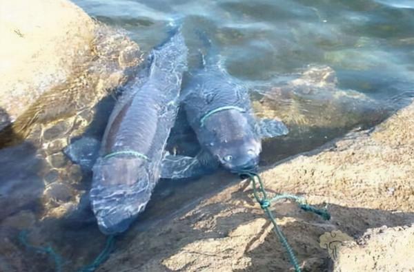 體大味美,備受釣友青睞的青魚,為何卻被稱為“索命魚”? 體大味美,備受釣友青睞的青魚,為何卻被稱為“索命魚”?